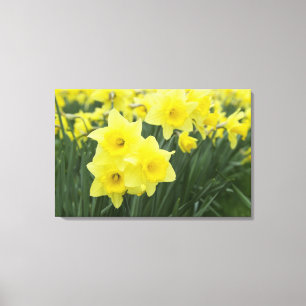 Daffodils RF) Canvas Print