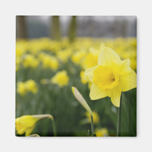 Daffodils (RF) Magnet