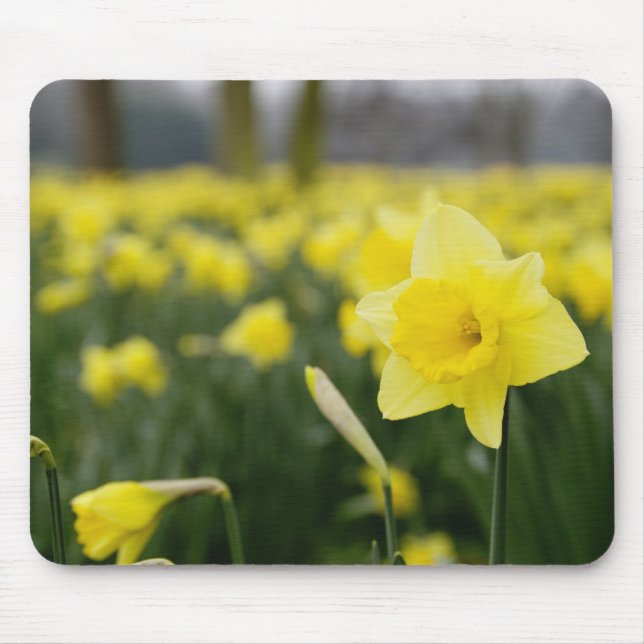 Daffodils (RF) Mouse Pad (Front)