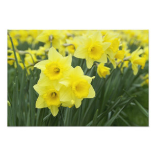 Daffodils RF) Photo Print