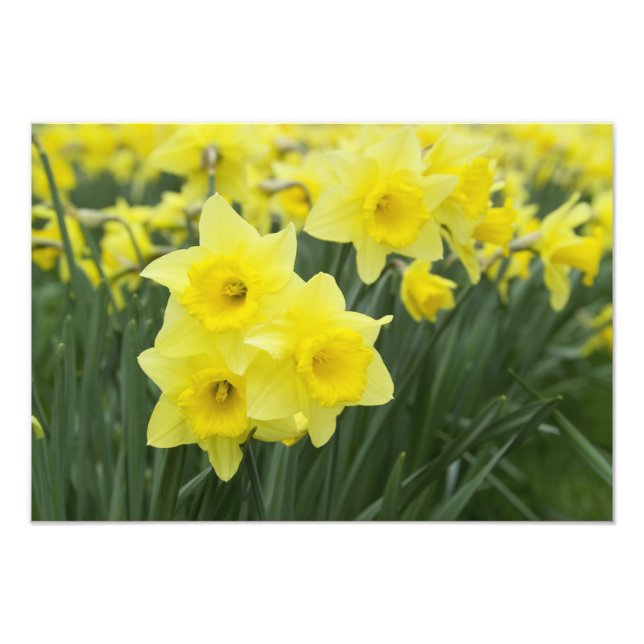 Daffodils RF) Photo Print (Front)
