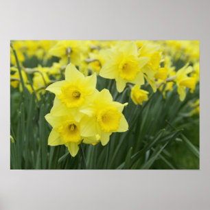 Daffodils RF) Poster