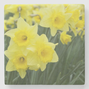 Daffodils RF) Stone Coaster