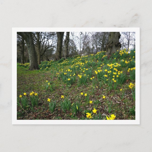 Daffodils. Sophia Gardens, Cardiff, Wales. UK Postcard (Front)