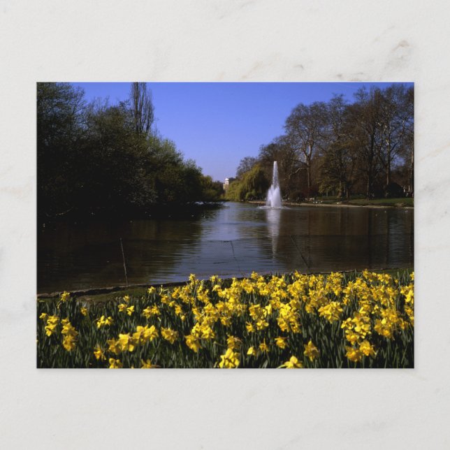 Daffodils St James's  Park London Postcard (Front)