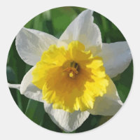 Daffodils Symbolise Renewal - Sticker