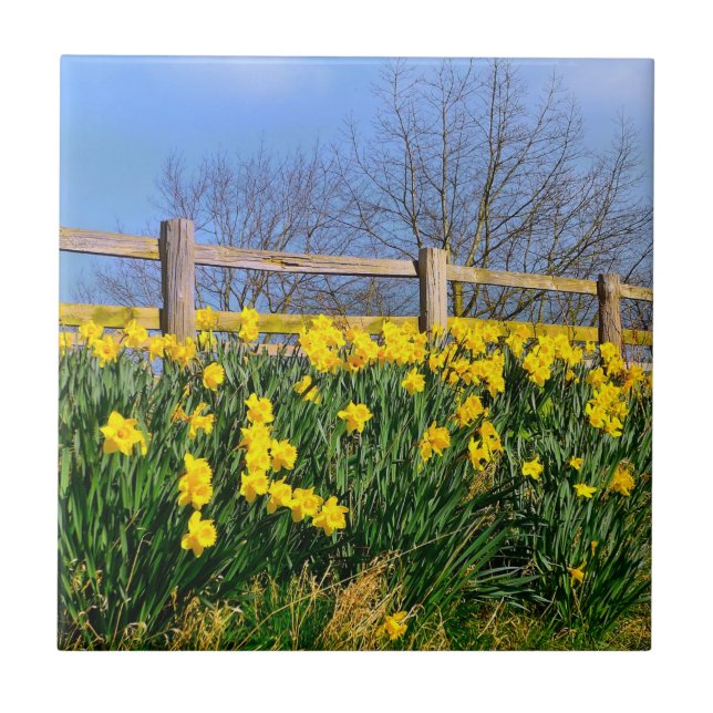 Daffodils Tile (Front)