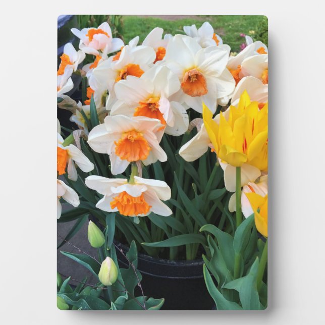 Daffodils & Tulips, Oregon Plaque (Front)