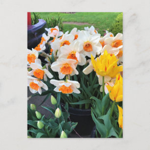 Daffodils & Tulips, Oregon Postcard