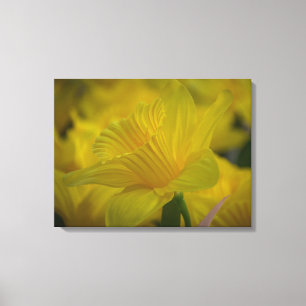 Daffodils up close canvas print