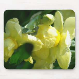 Daffodils With Water Droplets Mouse Pad