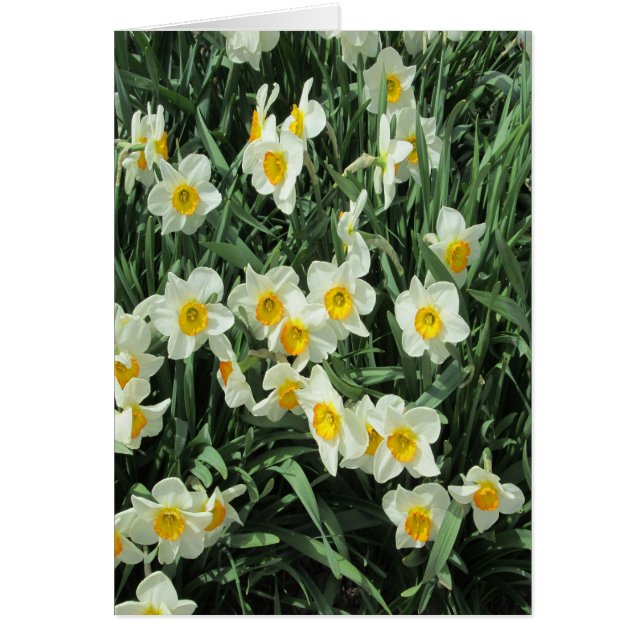 Daffodils Yellow White (Front)