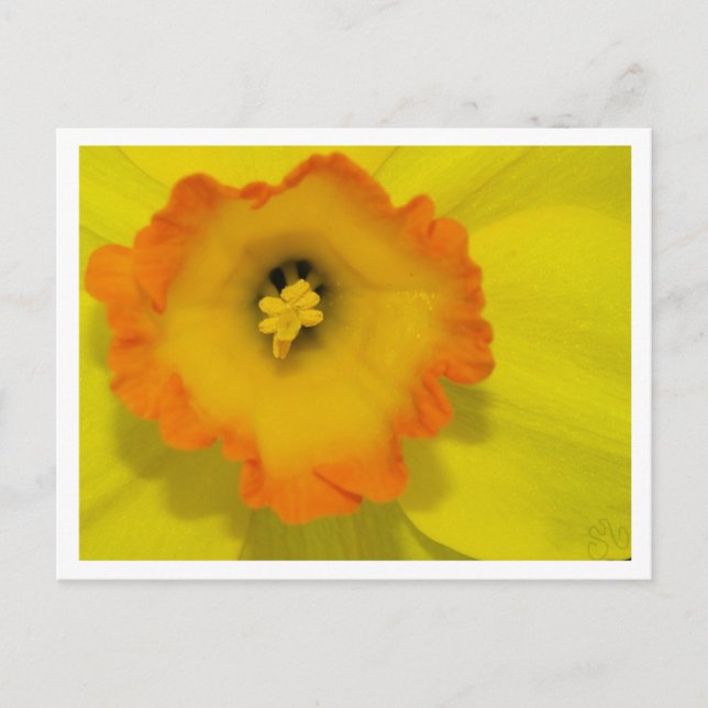 Daffy Postcard (Front)