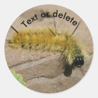 Dagger Moth Caterpillar Nature Personalized