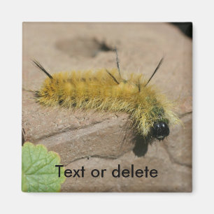 Dagger Moth Caterpillar Nature Personalized Magnet