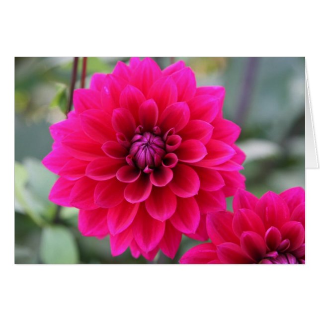 Dahlia (Front Horizontal)
