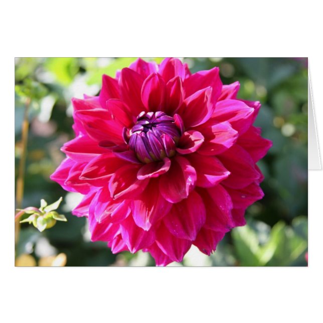 Dahlia (Front Horizontal)