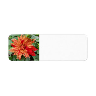 Dahlia