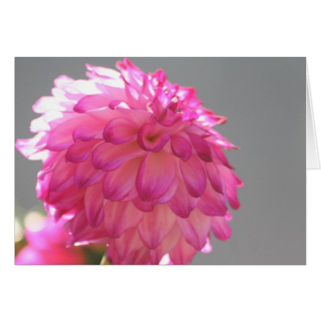 Dahlia 1 (Front Horizontal)