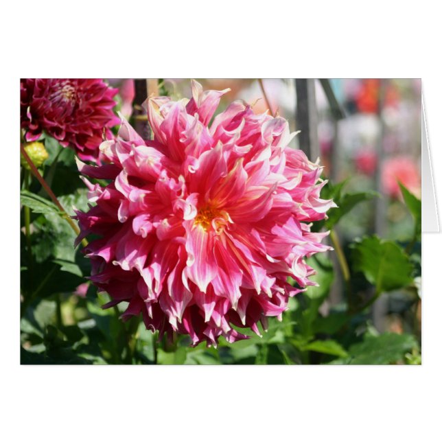 Dahlia 5 (Front Horizontal)
