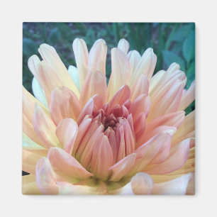 Dahlia: B. Yellow and Salmon Magnet