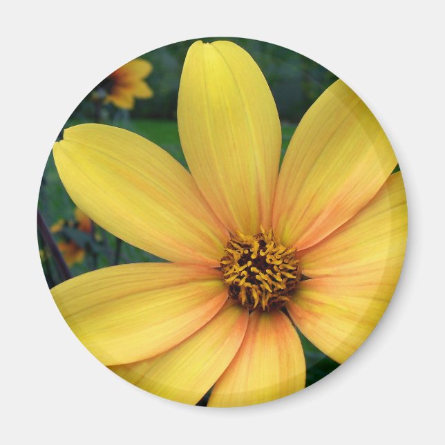 Dahlia Bishop Of York Magnet (Front)