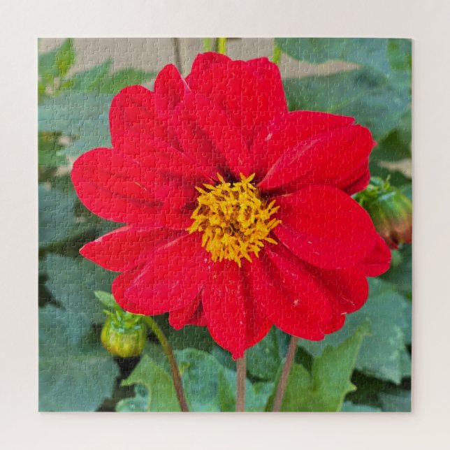 Dahlia Bright Red Jigsaw Puzzle (Vertical)