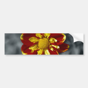 Dahlia Bumper Sticker
