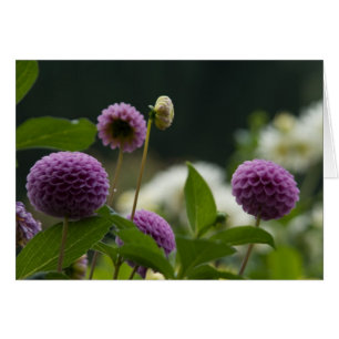 Dahlia Card