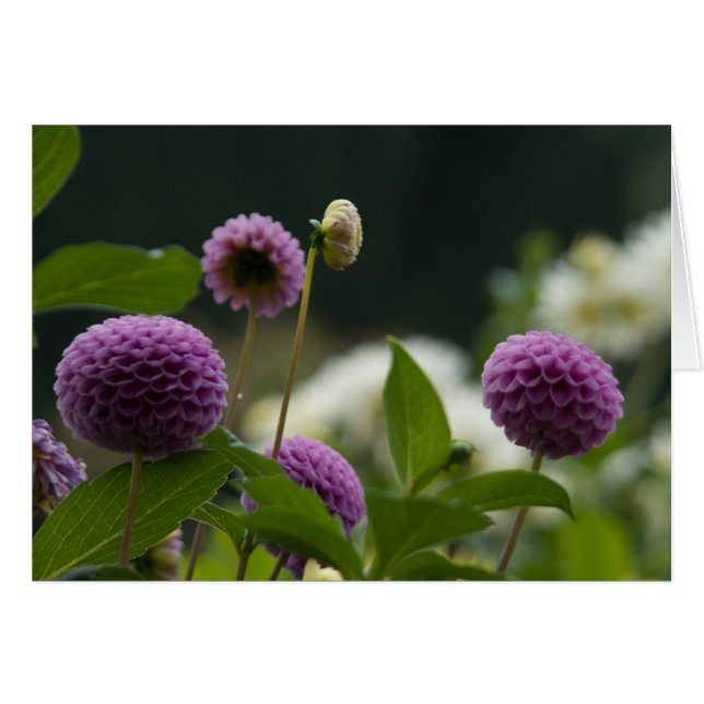 Dahlia Card (Front Horizontal)