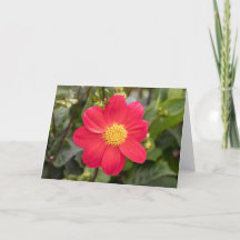 Dahlia Coccinea