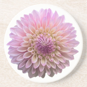 Dahlia Coralie, Pink Flower Coaster