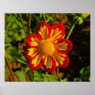 Dahlia, dahlia farm, Canby, Oregon, USA 1 Poster
