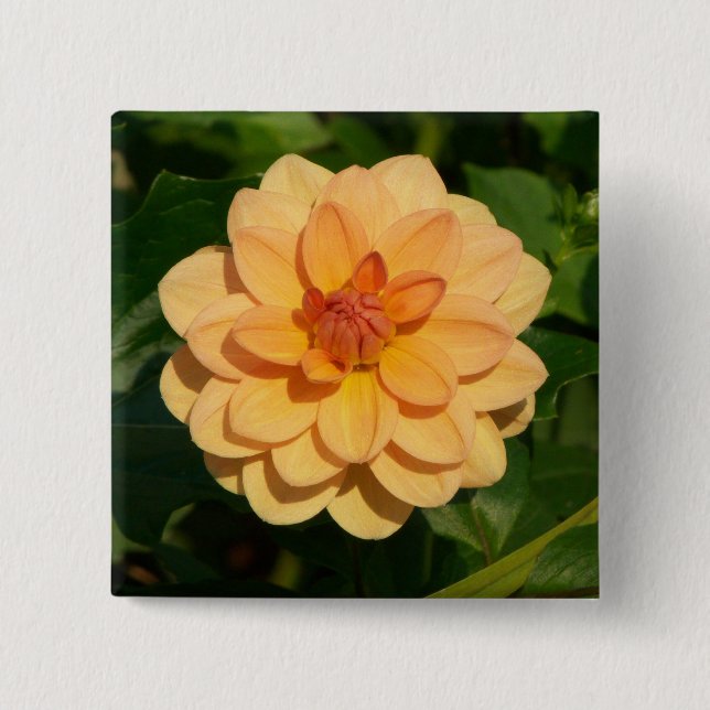 Dahlia 'David Howard' 15 Cm Square Badge (Front)
