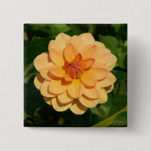 Dahlia 'David Howard' 15 Cm Square Badge