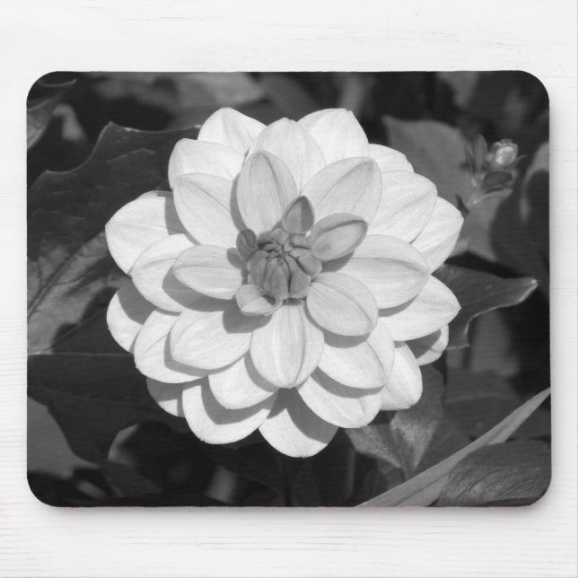 Dahlia 'David Howard' B&W Mouse Pad (Front)