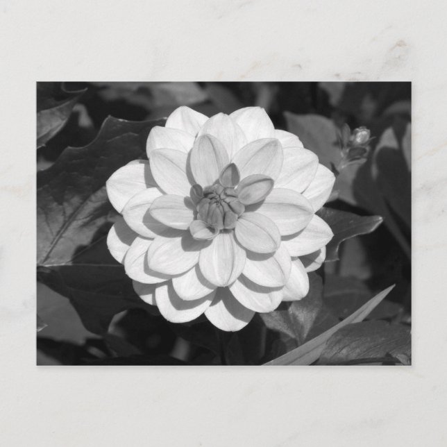Dahlia 'David Howard' B&W Postcard (Front)
