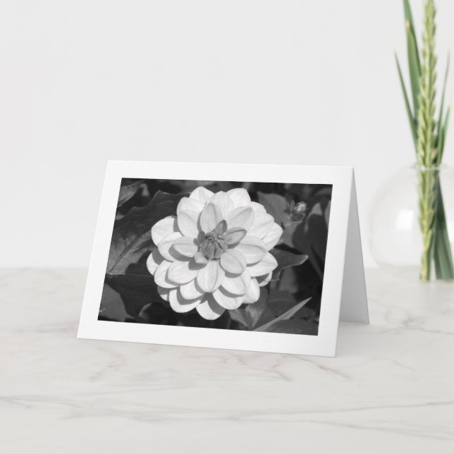 Dahlia 'David Howard' (bordered) B&W Card (Front)