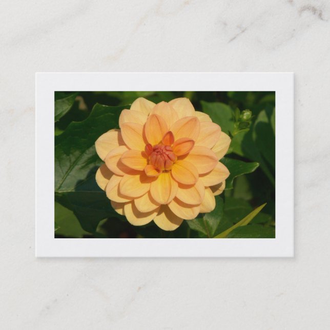 Dahlia 'David Howard' (bordered) Business Card (Front)