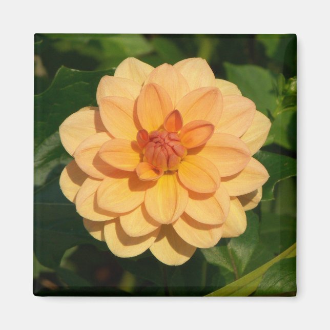 Dahlia 'David Howard' Magnet (Front)