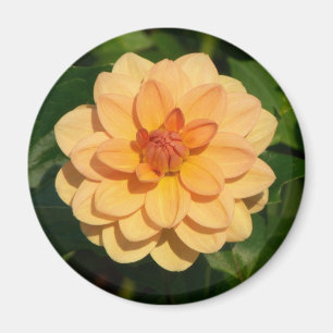 Dahlia 'David Howard' Magnet