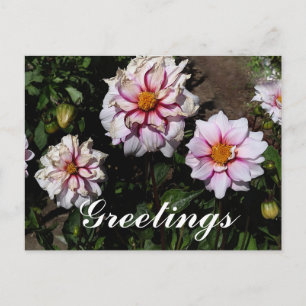 Dahlia Edge of Joy #1 Postcard