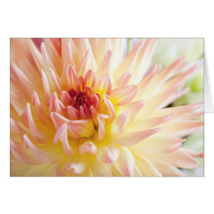 Dahlia Flower