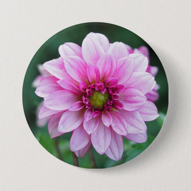 Dahlia flower 7.5 cm round badge (Front)