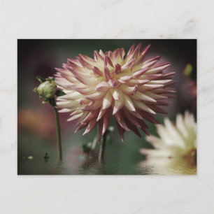 Dahlia flower above the water postcard