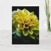 Dahlia flower and meaning