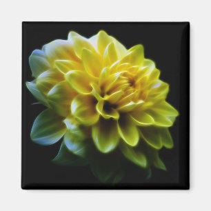Dahlia flower and meaning magnet