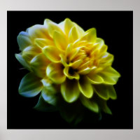 Dahlia flower and meaning
