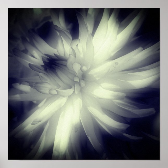 Dahlia Flower Black And White High Contrast  Poster (Front)