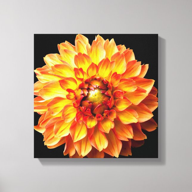 Dahlia flower canvas. canvas print (Front)